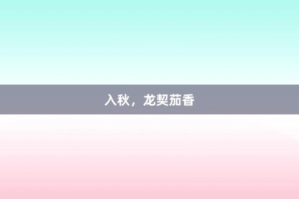 入秋，龙契茄香